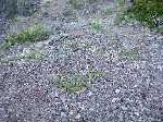 7 Jul 04 Lassen/Crater Lake/Rouge River; Crater Lake; loose gravel vegitation, east rimx
Keywords:: 2004_0710Image2-2560075.JPG