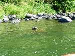 9 Jul 04 Lassen/Crater Lake/Rouge River; Rouge river turtlex
Keywords:: 2004_0710Image2-2560117.JPG