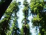 10 Jul 04 Lassen/Crater Lake/Rouge River; Avenue of the Giants (norther cali) giant redwood grove
Keywords:: 2004_0710Image2-2560153.JPG