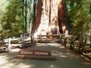 Kings Canyon and Sequoia Nation Park Trip; General Sherman Grove; General Sherman Tree, largest living thing in the world by volume