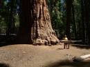 Kings Canyon and Sequoia Nation Park Trip; General Sherman Grove; The President tree