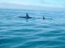 New Zealand; Kaikoura; Dolphin Swim (!)- Orca watchng :-); Orca drowning Dusky Dolphin;