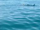 New Zealand; Kaikoura; Dolphin Swim (!)- Orca watchng :-); Orca drowning Dolphin;