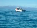 New Zealand; Kaikoura; Dolphin Swim (!)- Orca watchng :-); Female Orca playing around fishing boat;