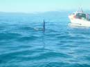 New Zealand; Kaikoura; Dolphin Swim (!)- Orca watchng :-); Large male heading for us!