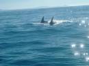 New Zealand; Kaikoura; Dolphin Swim (!)- Orca watchng :-); Two females Orca