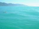 New Zealand; Kaikoura; Dolphin Swim (!)- Orca watchng :-); Only Dusky Dolphin sighting.. They were very nervous;