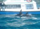 New Zealand; Kaikoura; Dolphin Swim (!)- Orca watchng :-); Large male and female Orca between our boats;