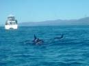 New Zealand; Kaikoura; Dolphin Swim (!)- Orca watchng :-);  Three Orca heading away from us;