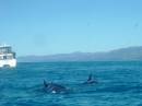 New Zealand; Kaikoura; Dolphin Swim (!)- Orca watchng :-);  Three Orca heading away from us;