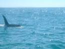 New Zealand; Kaikoura; Dolphin Swim (!)- Orca watchng :-); Big Male Orca;