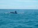 New Zealand; Kaikoura; Dolphin Swim (!)- Orca watchng :-); Big male Orca that was in a fight;