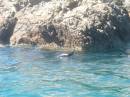 New Zealand; Kaikoura; Dolphin Swim (!)- Orca watchng :-); Seals;