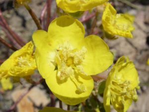 Desert Wild Flower Yellow