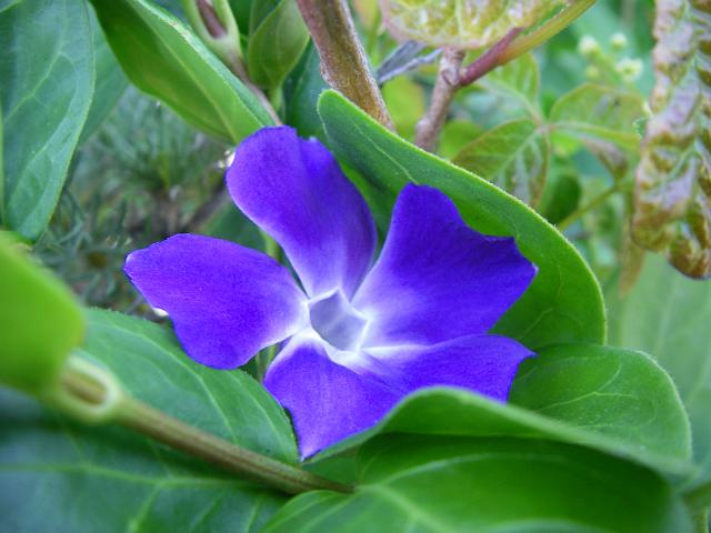 Big Sur Flower