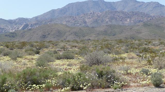 Desert wild flowers