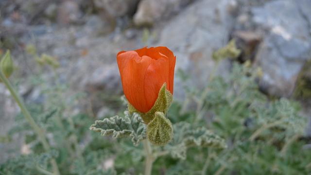 Warm Springs Flowers, Death Valley