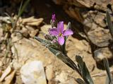 2009_0404DvWild-Pe0017