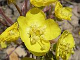 2009_0404DvWild-Pe0019