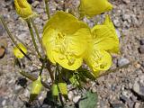 2009_0404DvWild-Pe0020