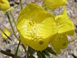 2009_0404DvWild-Pe0021