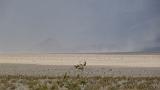 2009_0406DvWild-Pa0310
