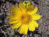 2009_0404DvWild-Pe0022