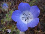 2009_0404DvWild-Pe0003
