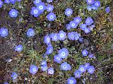 2009_0404DvWild-Pe0004