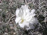 2009_0404DvWild-Pe0009