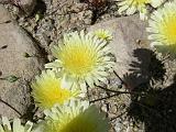 2009_0404DvWild-Pe0010