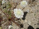 2009_0404DvWild-Pe0011
