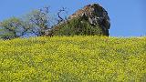 2009_0406DvWild-Pa0010
