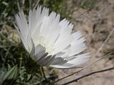 2009_0404DvWild-Pe0043