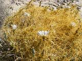 2009_0404DvWild-Pe0044