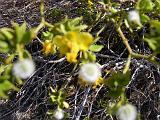 2009_0404DvWild-Pe0026