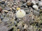 2009_0404DvWild-Pe0031