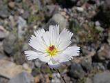 2009_0404DvWild-Pe0032