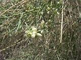 2009_0404DvWild-Pe0034