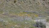 2009_0406DvWild-Pa0105