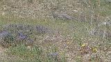 2009_0406DvWild-Pa0106