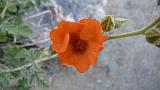 2009_0406DvWild-Pa0118