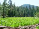 Lassen/Crater Lake/Umpqua hotsprings;Lassen Volcanic National Park; Meadow Flowers on the way from Terminal Geyserx