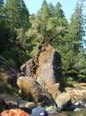 Lassen/Crater Lake/Rouge River; Rouge river; tree in search of waterx
