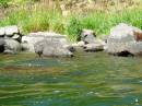 Lassen/Crater Lake/Rouge River;