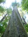 Lassen/Crater Lake/Rouge River; Avenue of the Giants (norther cali) giant redwood grove