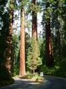 Kings Canyon and Sequoia Nation Park Trip; First big treesx