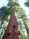 Kings Canyon and Sequoia Nation Park Trip; General Sherman Grove; Giantsx