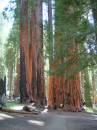 Kings Canyon and Sequoia Nation Park Trip; General Sherman Grove;  The Senate