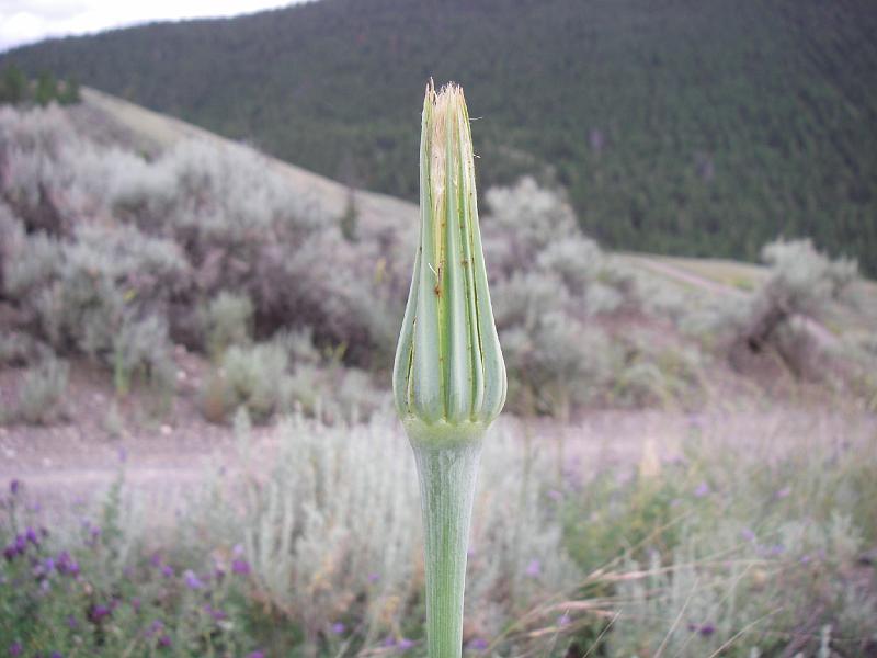 bc2ak-O0013.JPG - Alaska trip 08; bc2ak;Dog Creek Canoe Creek road; Flowers